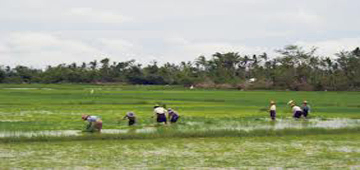 Myanmar Agriculture